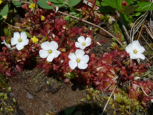 {Drosera brevifolia}